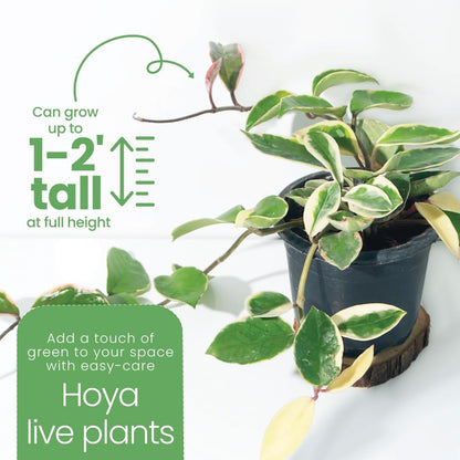 American Plant Exchange Assorted Hoya Plants – 6-Inch Pots, Pack of 2 – Live Flowering Wax Plants, Easy Care Vines for Home, Patio, or Indoor Garden Decor