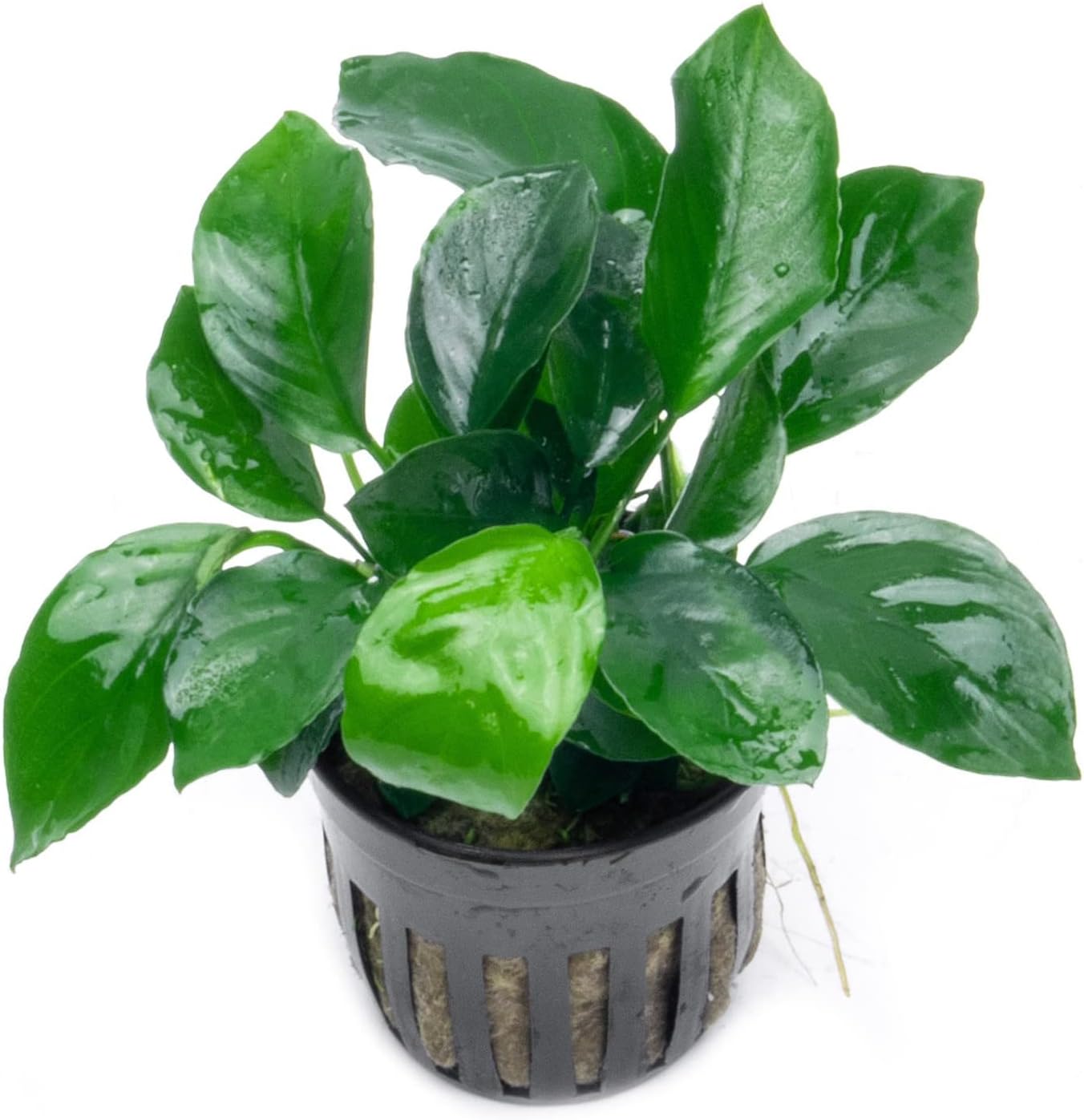 SubstrateSource Anubias Live Aquarium Plants - Potted Freshwater Plant for Fish Tanks, Terrariums - Beginner Friendly Low Light (Barteri Broad Leaf, 1 Pot)