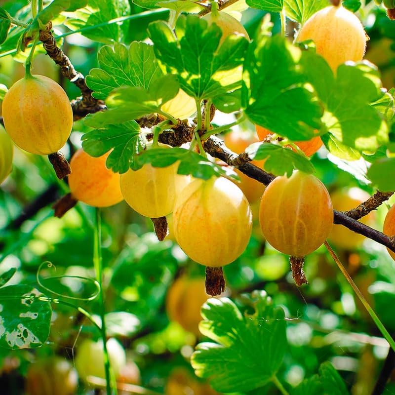 Sweet Gooseberry Plant Live for Planting, Gooseberry Bushes Live Plant 5 to 9 Inch Tall, Gooseberries Fruit