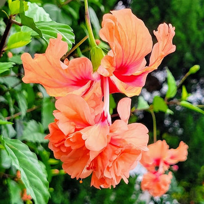 Peach Hibiscus Plant Live, Hardy Hibiscus Flowers Colorful Blooms for Outdoor Landscapes, 8-10 Inch Height, Hibiscus Shrubs, No Pot, Well-Rooted