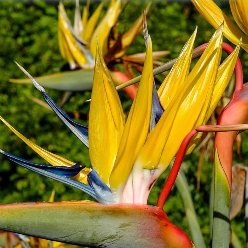 Yellow Bird of Paradise Plant Live Houseplant, 5-12 Inch Tall, Ornamental Strelitzia Reginae Live Plant for Indoor Outdoor