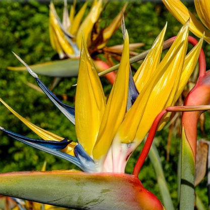Yellow Bird of Paradise Plant Live Houseplant, 5-12 Inch Tall, Ornamental Strelitzia Reginae Live Plant for Indoor Outdoor
