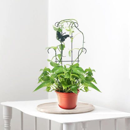 23 Inch Plant Trellis for Potted Plants, Sturdy Metal Houseplant Trellis for Climbing Plants Indoor Outdoor, Rust-Resistant Plant Support for Monstera Pothos Ivy, 2 Pack