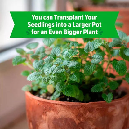 Wellness Grow Kit: Lemon Balm
