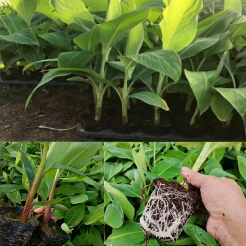 Zebrina Banana Plant Live, 4-6" Tall Well-Rooted for Indoor Tropical Displays, Cold Hardy Banana Fruit Tree