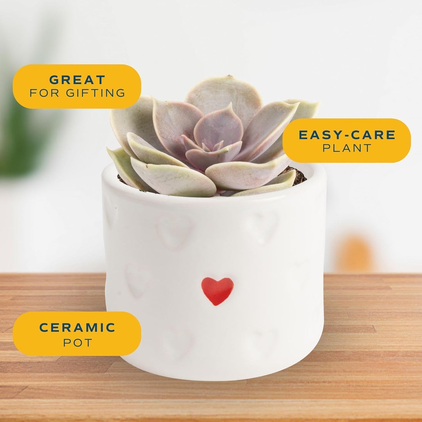 Costa Farms Mini Succulent Live Plant in Decorative Pot, Easy to Maintain Succulent Indoor Houseplant, Perfect for Home, Room, or Office Decor, Great House Warming or Birthday Gift, 2-3.5 Inches Tall
