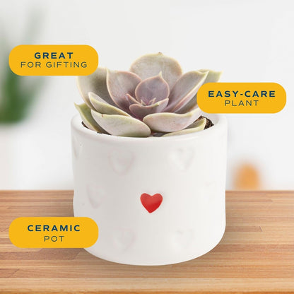 Costa Farms Mini Succulent Live Plant in Decorative Pot, Easy to Maintain Succulent Indoor Houseplant, Perfect for Home, Room, or Office Decor, Great House Warming or Birthday Gift, 2-3.5 Inches Tall
