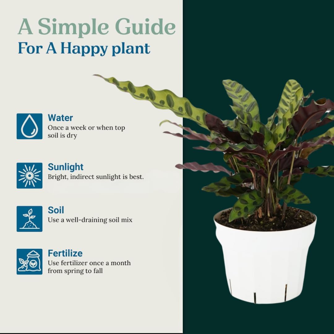 Rattlesnake Calathea Live Plant - Air Purifier, Colorful House Plant, Ideal for Home Decor - Calathea Rattlesnake for Indoor Plants, Calathea Lancifolia Prayer Plant (Large Calathea Rattlesnake)