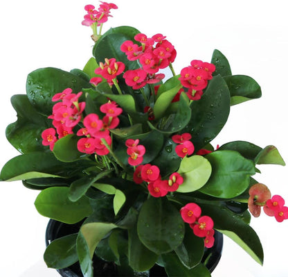 American Plant Exchange Live Crown of Thorns 'Red' – 6-Inch Pot – Flowering Succulent with Thick Stems and Bright Red Blooms, Drought-Tolerant Easy Care Plant for Sunny Windows, Patios & Gardens