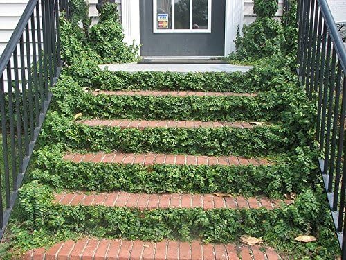 Creeping Fig Plant Ficus Pumila Climbing Vine - 60 Live Fully Rooted Plants