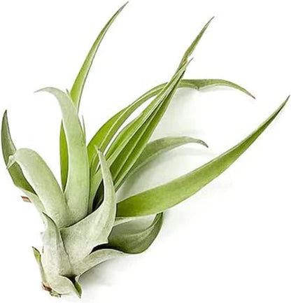ragnaroc Air Plants - Tillandsia Capitata (Peach), Large 5-7” - 2 ct - Live Arrival Guaranteed - House Plants for Home Decor & Gift