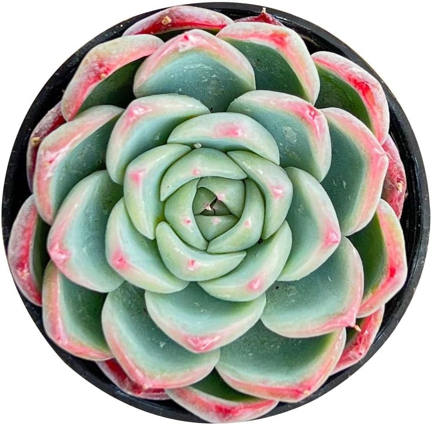 Sprout N Green Echeveria 'Pink Crystal' in 2 inch Starter Pot, Rare Live Succulent Plant Fully Rooted with Soil, Home Office Indoor Outdoor Wedding Decoration DIY Projects Party Favor