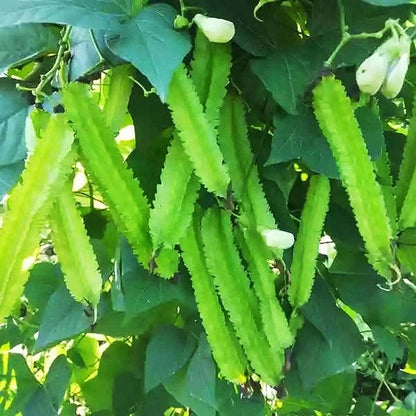 Winged Bean Seeds - Almost All Parts of The Plant are Edible. Once Considered The Food That Could Feed The Planet