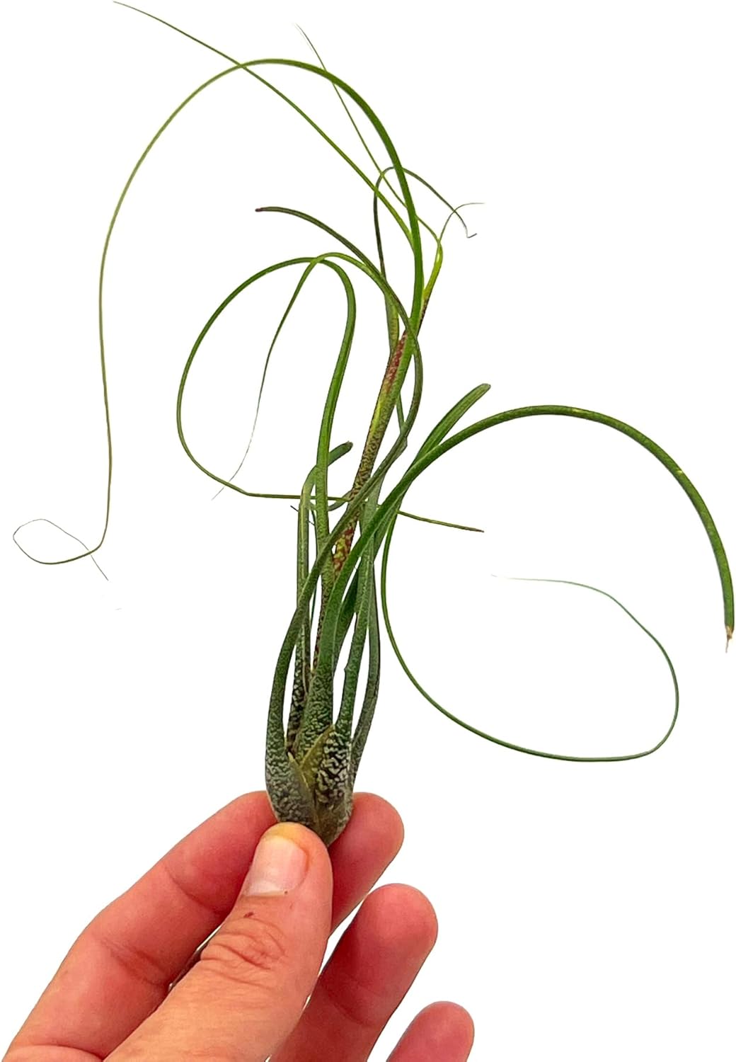 ragnaroc Live Air Plants - Tillandsia Butzii, Jumbo 7-9" - 5ct - Live Arrival Guaranteed - House Plants for Home Decor & Gift