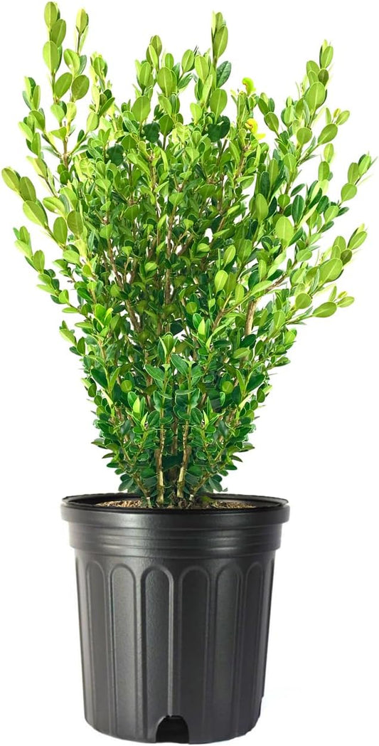 Wintergreen Boxwood | 1 Extra Large 3 Gallon Plant | Buxus Microphylla | Evergreen Shrub, Dense Foliage, Formal Garden, Low Maintenance, Privacy Hedge, Year-Round Interest, Landscaping Shrub