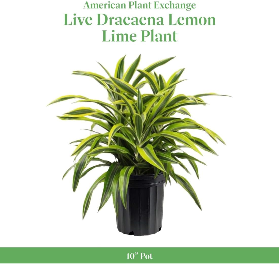 American Plant Exchange Dracaena Lemon Lime – 3-Gallon with Pot – Live Indoor/Outdoor Air Purifying Plant, Vibrant Green Foliage for Home, Office, or Patio Decor