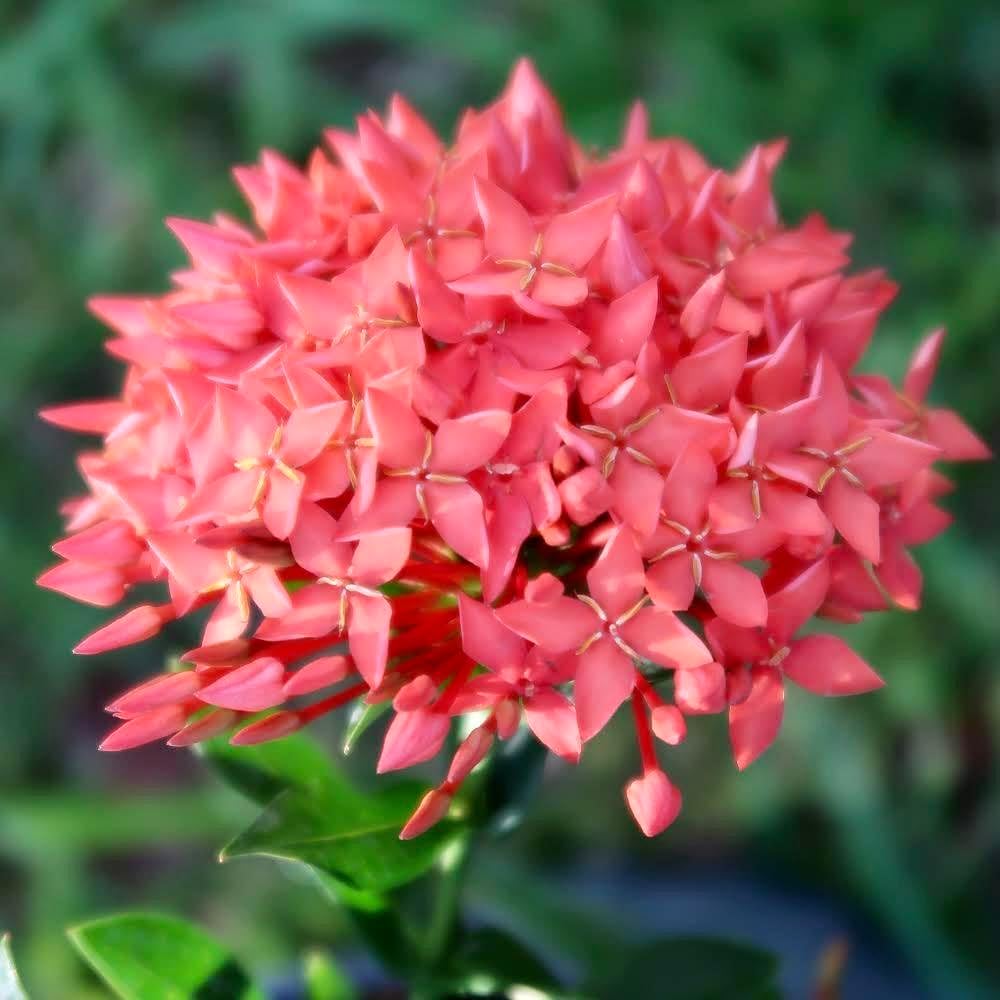 Premium Ixora Plant Soil Mix by Gardenera - Stimulate Growth and Elevate Colorful Blooms with Nourishing Formula - 5 Quart