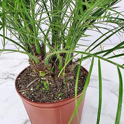 Roebellenii Palm - Live Palm Tree Plant - 3 Gallon Pot - Overall Height 30" to 34" - Tropical Plants of Florida (Plant Only)