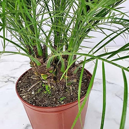 Roebellenii Palm - Live Palm Tree Plant - 3 Gallon Pot - Overall Height 30" to 34" - Tropical Plants of Florida (Plant Only)