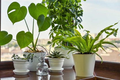 American Plant Exchange Monstera Deliciosa – Live 4-Inch Pot in Stylish Pot Cover, Easy-Care Split Leaf Vine, Low-Maintenance Air Purifying Houseplant for Home, Office & Garden Décor