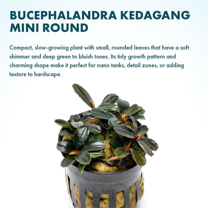 SubstrateSource Live Plants - Bucephalandra Kedagang Round Mini (Bucephalandra sp. 'Kedagang Round Mini') - Low to Medium Light, Dark Green Rounded Leaves, Foreground to Midground - Pot - 1 Pack