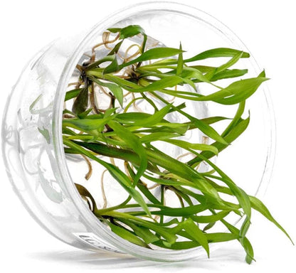 UNS Snail Free TC Jwala Crypt (Cryptocoryne spiralis 'Jwala') - Medium Light, Green-Red Aquatic Plant, Midground to Background Placement - Rosette Growth - Tissue Culture - 1 Pack