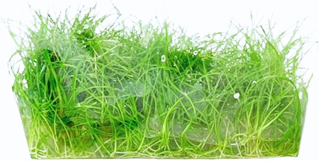Dwarf Hairgrass Eleocharis Parvula Tissue Culture Vitro Grown Freshwater Aquarium Live Plant for Fish Tank Carpet Decoration