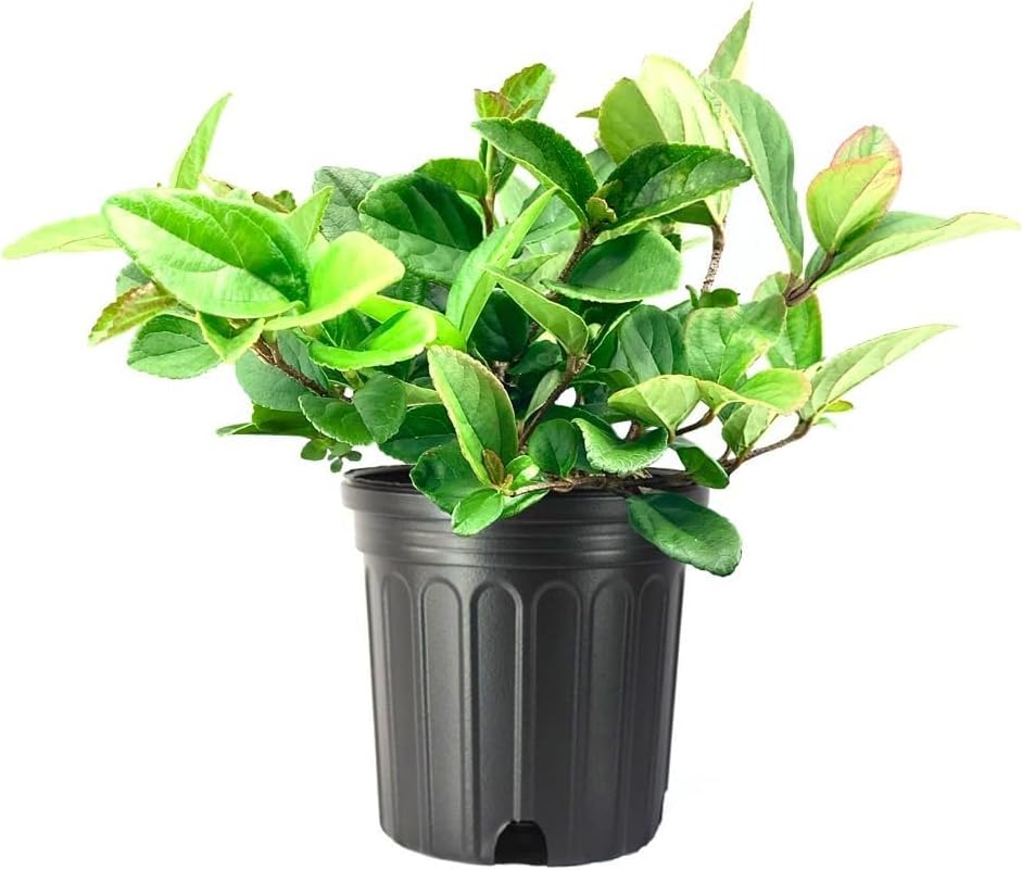 Viburnum Suspensum | 2 Large Gallon Size Plants I Sandankwa I Live Durable Evergreen Shrub with Fragrant Blooms, Ideal for Hedges, Privacy Screens, and Ornamental Landscaping