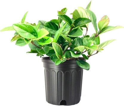 Viburnum Suspensum | 2 Large Gallon Size Plants I Sandankwa I Live Durable Evergreen Shrub with Fragrant Blooms, Ideal for Hedges, Privacy Screens, and Ornamental Landscaping