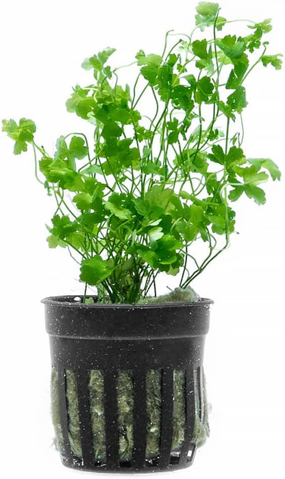 SubstrateSource Live Aquarium Stem Plants - Freshwater Aquatic Plant for Fish Tanks, Aquascaping - (Cyperus Helferi, 4 Bunches)