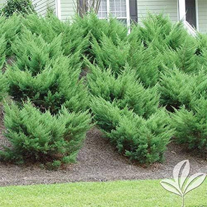 Sea Green Juniper - 10 Live Plants - Juniperus Chinensis - Hardy Evergreen Privacy Screen
