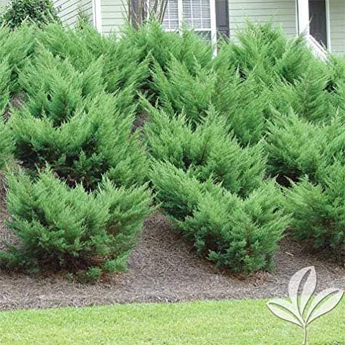 Sea Green Juniper - 3 Live Plants - Juniperus Chinensis - Hardy Evergreen Privacy Screen