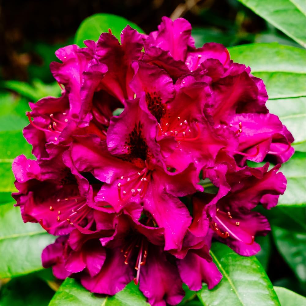 Rhododendrons Plant Live, Burgundy Rhododendron Shrub, Large Flowering Tree 1 Gallon Potted for Gardening