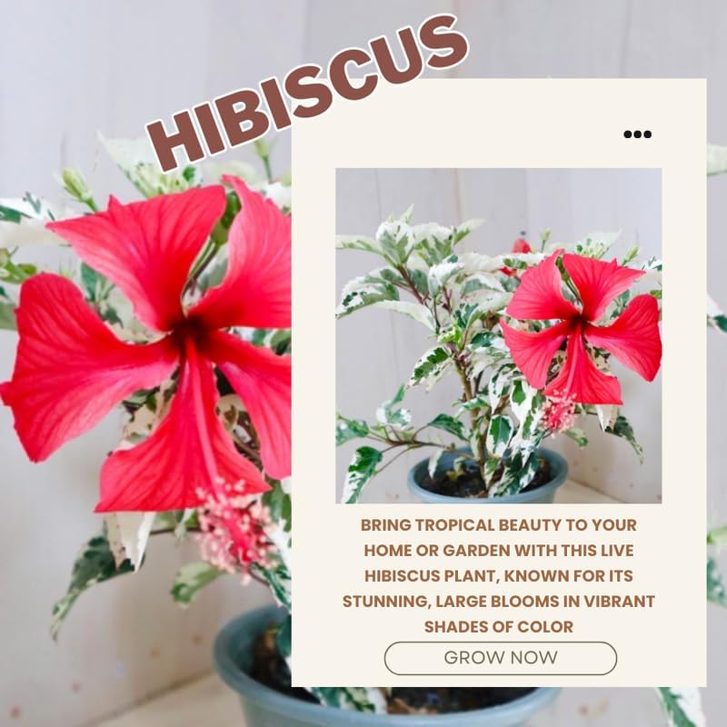 Snow Hibiscus Plant Live, Hardy Hibiscus Flowers Colorful Blooms for Outdoor Landscapes, 8-10 Inch Height, Hibiscus Shrubs, No Pot, Well-Rooted