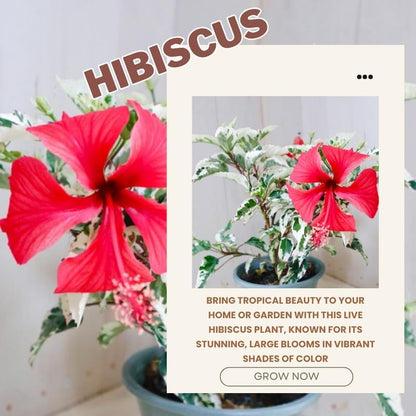 Snow Hibiscus Plant Live, Hardy Hibiscus Flowers Colorful Blooms for Outdoor Landscapes, 8-10 Inch Height, Hibiscus Shrubs, No Pot, Well-Rooted