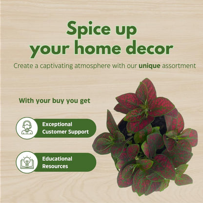 BubbleBlooms Red Hypoestes phyllostachya 2 inch Set of 3 Flamingo Polka Dot Plant Tiny Mini Pixie Plants