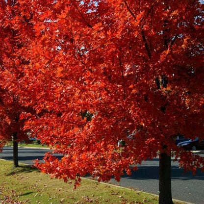 Autumn Blaze Maple Tree - 1 Gallon, Established Roots Potted - Acer x Freemanii, Fast Growing Tree, Fall Colors