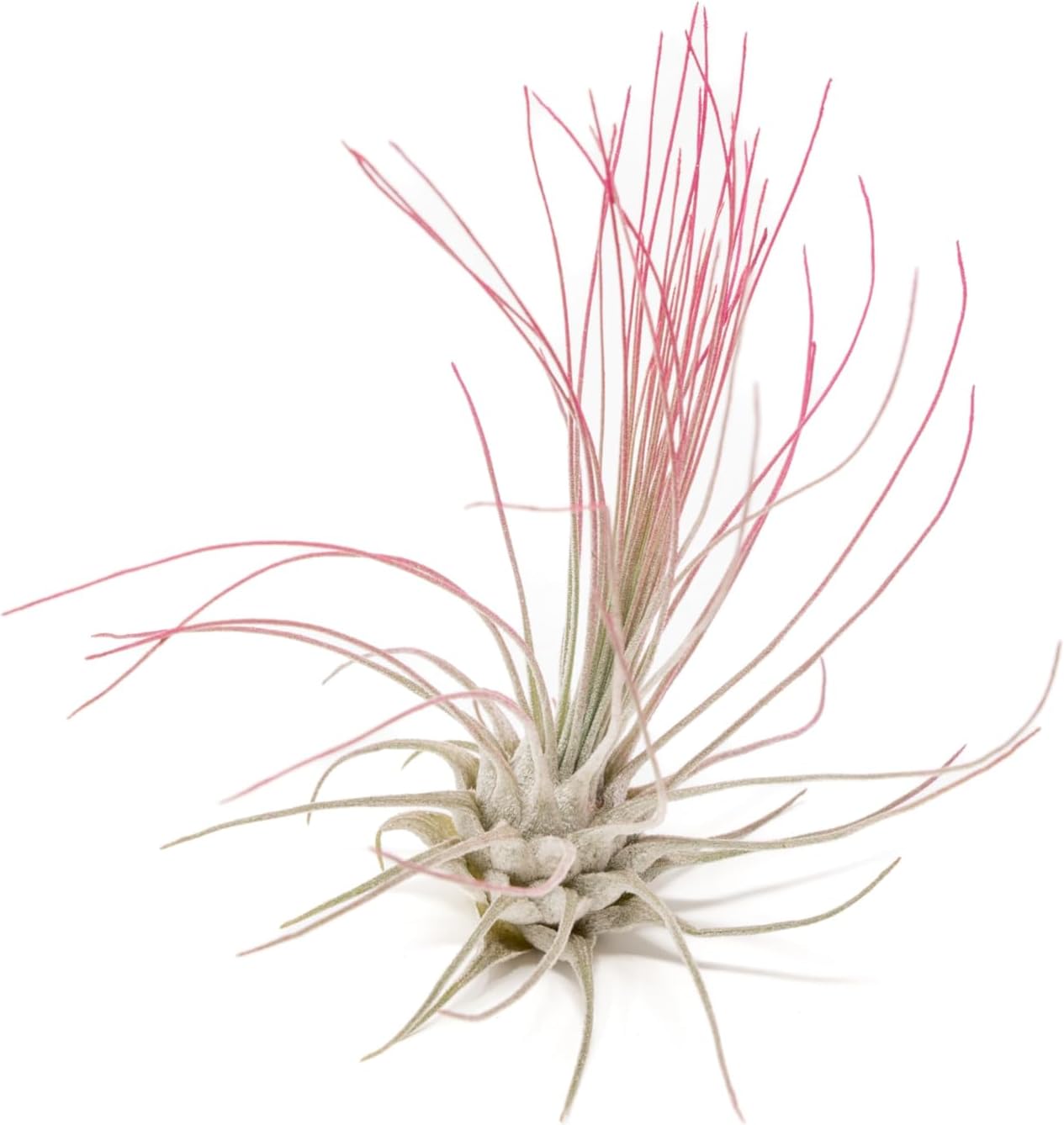 Fuchsia Colorful Tillandsia Air Plants - Long Lasting Color Enhanced Live Tillandsia Succulent House Plants - Home and Garden Decor - Easy Care Indoor/Outdoor Plants (Argentea Thin, Single)