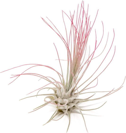 Fuchsia Colorful Tillandsia Air Plants - Long Lasting Color Enhanced Live Tillandsia Succulent House Plants - Home and Garden Decor - Easy Care Indoor/Outdoor Plants (Argentea Thin, Single)