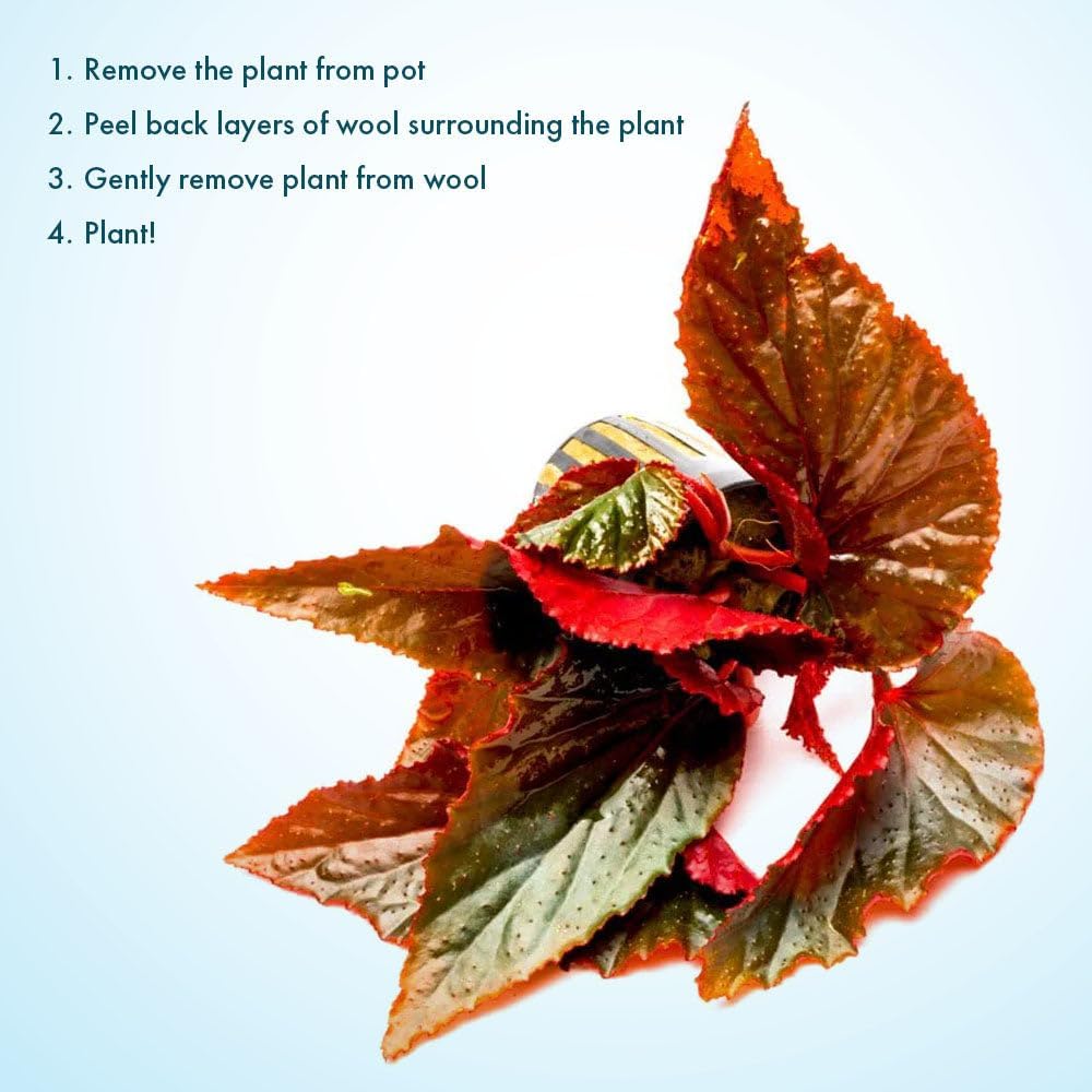 SubstrateSource Live Jungle Plants - Begonia Arabian Sunset (Begonia sp.) - Medium to High Light, Bronze Red Orange Accent, Terrarium or Paludarium, Terrestrial Plant - Pot