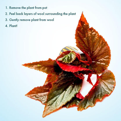 SubstrateSource Live Jungle Plants - Begonia Arabian Sunset (Begonia sp.) - Medium to High Light, Bronze Red Orange Accent, Terrarium or Paludarium, Terrestrial Plant - Pot