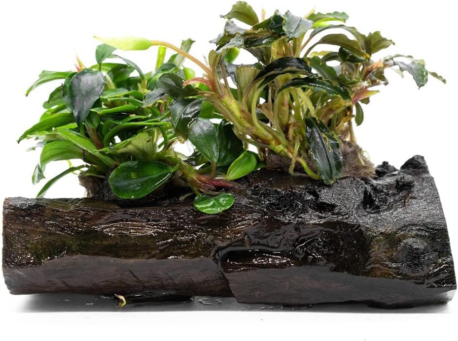 SubstrateSource Live Planted Decor - Bucephalandra Mix on Driftwood (Farmed) - Green Iridescent Aquatic Plants, Low to Medium Light, Foreground to Midground Tank Placement for Aquascaping - 1 Pack