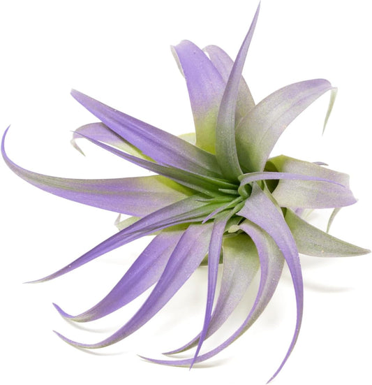 Purple Colorful Tillandsia Air Plants - Long Lasting Color Enhanced Live Tillandsia Succulent House Plants - Home and Garden Decor - Easy Care Indoor and Outdoor (Brachycaulos Abdita, Single)