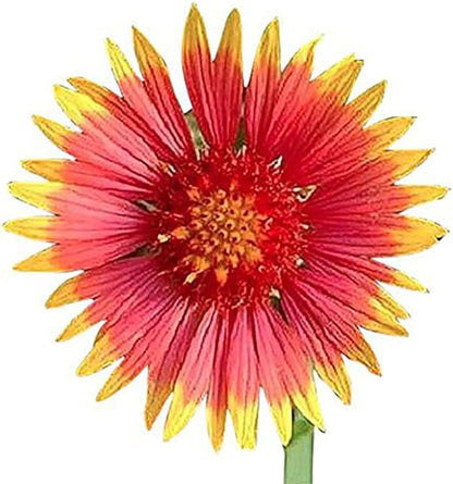 Texas & Oklahoma Wildflower Seeds Mix - Native Annuals, Perennials and Texas Bluebonnets. Non GMO Seeds.