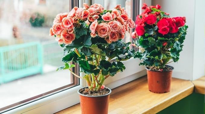 Begonia Plant Potting Mix - Proven Formula for Thriving Begonia - Enhances Blooms and Vigorous Growth - 3 Quart