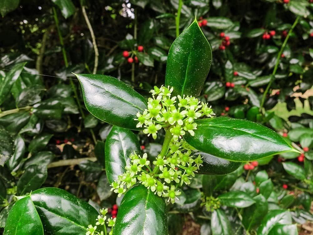 Burfordi Holly | 5 Quart Size Plants | Ilex Cornuta | Fast Growing Evergreen Shrubs, Privacy Hedge Plants, Dark Green Foliage, Low Maintenance Landscaping, Ideal for Hedges and Borders