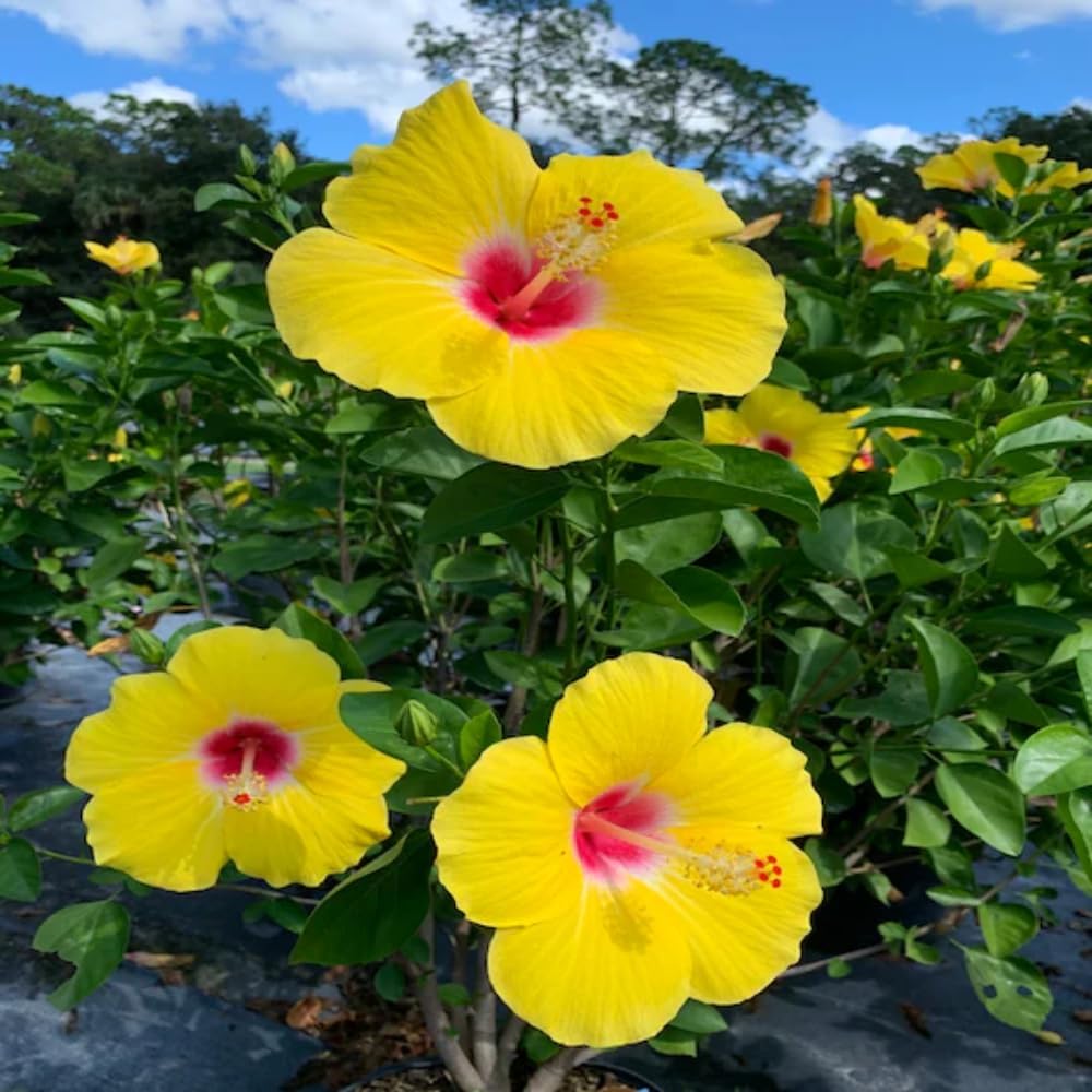 2 Yellow Red Hibiscus Live Plants, Clump 8-12” Tall, Hardy Hibiscus Plants Live, Hibiscus Trees Flowering Shrub