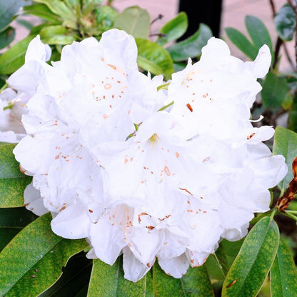 Rhododendrons Plant Live, White Rhododendron Shrub, Large Flowering Tree 1 Gallon Potted for Gardening