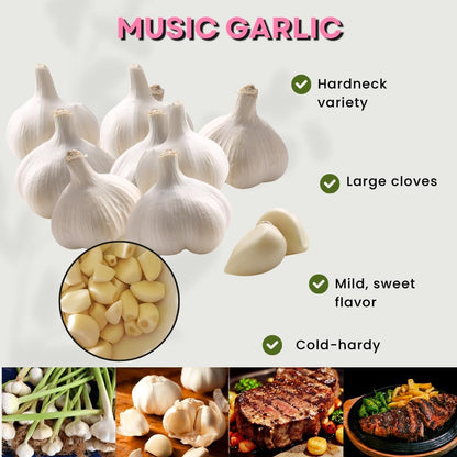 1 Pound Hard Neck Garlic for Planting in Fall, Music Garlic Bulb for Planting, Fresh and High Yield, Cold Hardy, Planting Softneck Hardneck