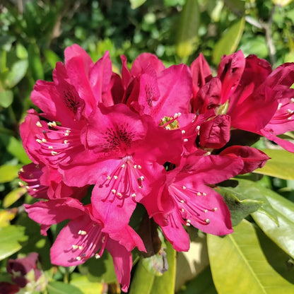 Rhododendrons Plant Live, Dark Pink Rhododendron Shrub, Large Flowering Tree 1 Gallon Potted for Gardening